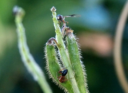 [Two hair pea pods hang from a stem. A fly with its large dark eyes and outstretched wings is atop the one pea. A black and brown ant is crawling midway down the other pea.]